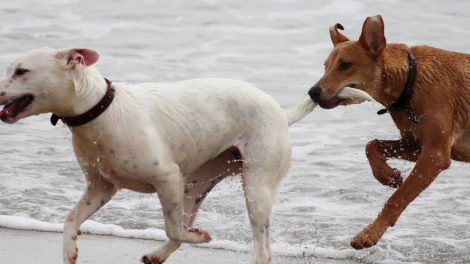 Зоозащитники сообщили о нехватке оборудования и корма