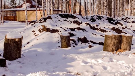 Процесс омоложения деревьев в городе пройдет в два этапа