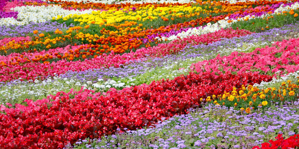 Клумбы в цветах ЧМ-2018 украсят город к мундиалю