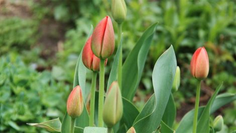 Как Екатеринбург проведет 1 мая?