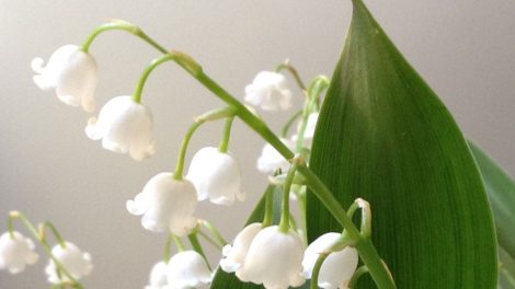 Более 100 тысяч уральцев примут участие в Первомае