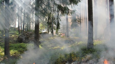 Пожары охватили сотни гектаров леса в Свердловской области