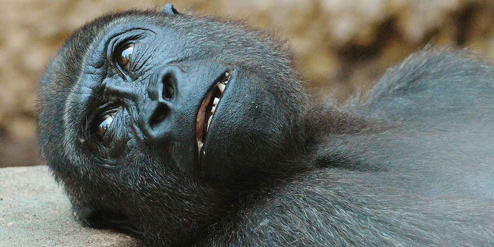 Питомцы зоопарка начали покидать зимние вольеры