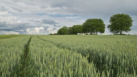 Россия заняла первое место в мире по экспорту пшеницы