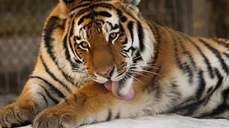 Тигр Амур напал на школьницу в барнаульском зоопарке