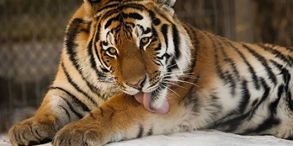 Тигр Амур напал на школьницу в барнаульском зоопарке