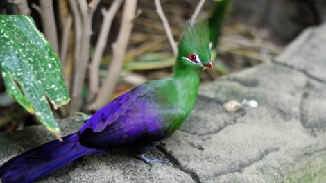 Тропические птицы активно размножаются в Екатеринбурге