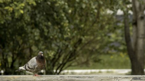 Екатеринбуржцы отказались от индустриального парка, чтобы сохранить лес