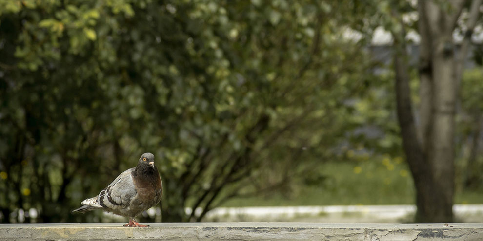 Екатеринбуржцы отказались от индустриального парка, чтобы сохранить лес