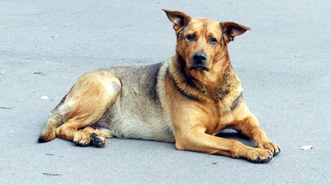 Акция помощи животным стартовала в Екатеринбурге