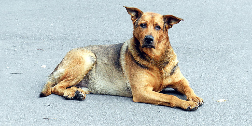 Акция помощи животным стартовала в Екатеринбурге