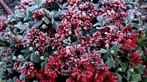 Заморозки до минус восьми ожидают Свердловскую область