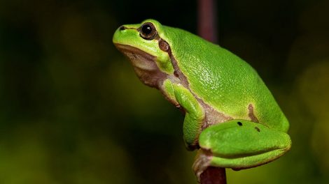 Лягушка Принц выбрала победителя матча Словакия – Россия