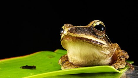 Уральские лягушки предсказали исход матча России и Англии на Евро-2016