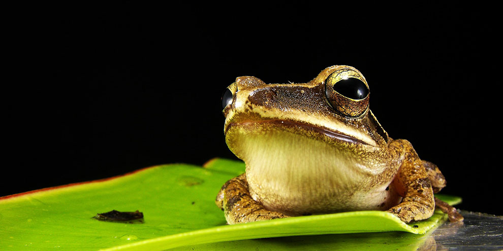 Уральские лягушки предсказали исход матча России и Англии на Евро-2016