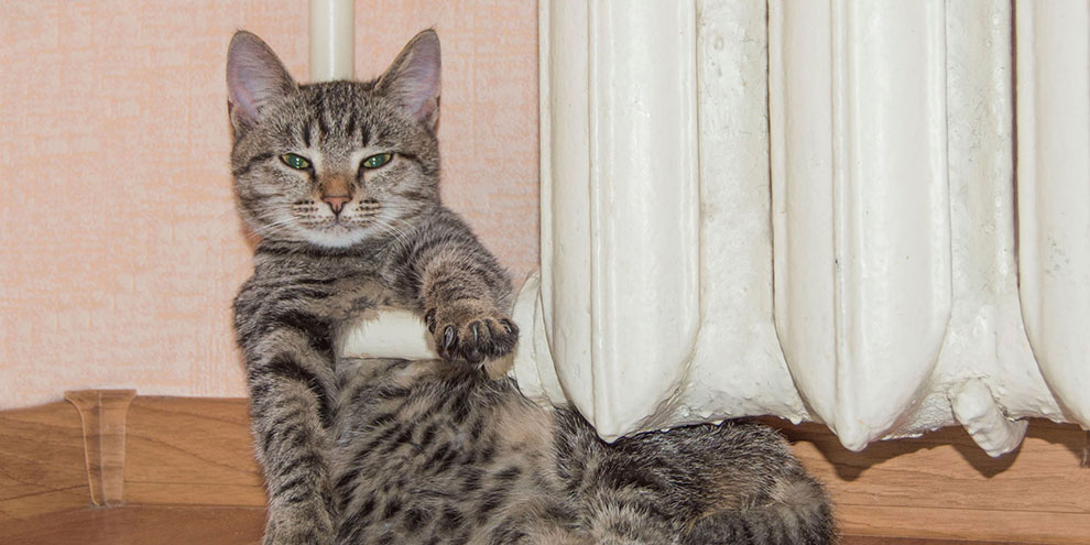 Пуск тепла подходит к завершению