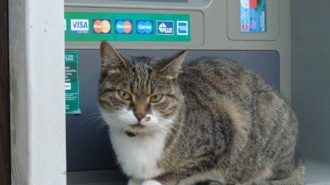 Сбербанк выявил новый способ мошенничества