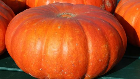 Билет в зоопарк можно получить за тыкву