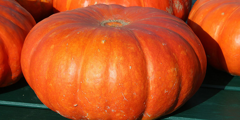 Билет в зоопарк можно получить за тыкву