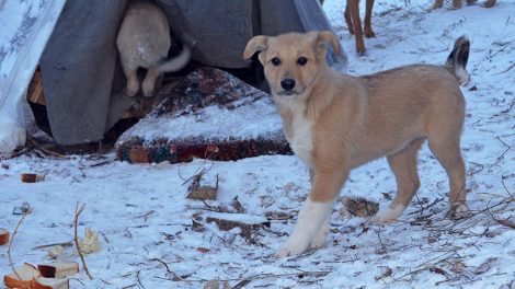 Жителей Екатеринбурга приглашают навестить бездомных животных