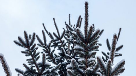 Украшения и монтаж елки для облправительства обойдутся в 3,5 млн рублей