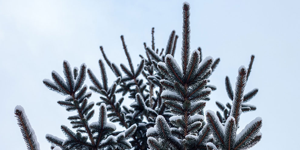 Украшения и монтаж елки для облправительства обойдутся в 3,5 млн рублей