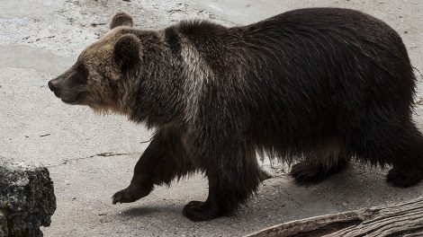 Медведи, еноты и барсуки в зоопарке впали в спячку