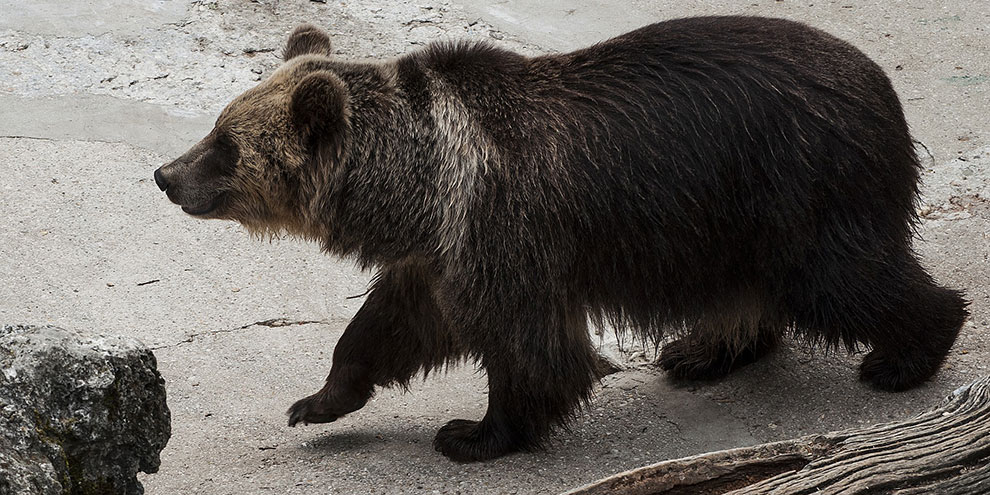 Медведи, еноты и барсуки в зоопарке впали в спячку