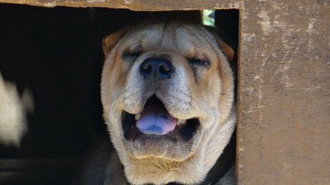 Крупный кинологический центр появится в Екатеринбурге