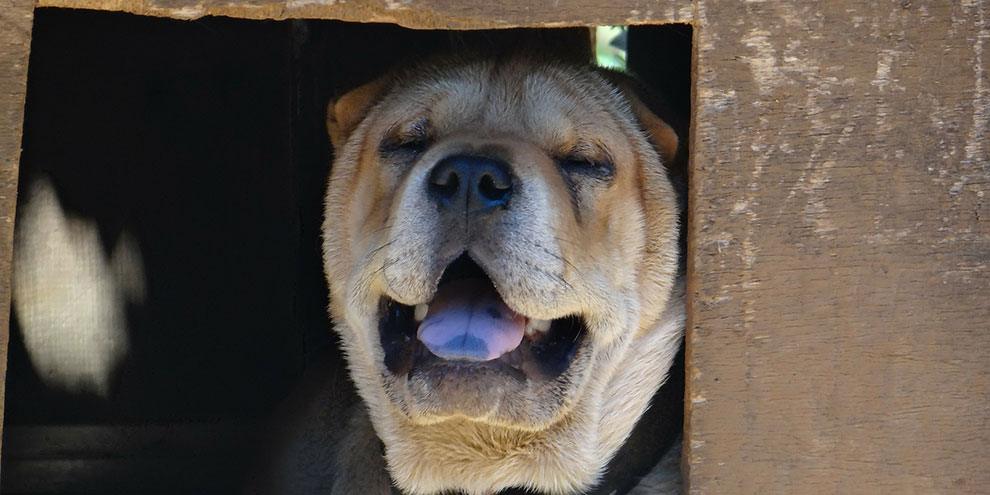 Крупный кинологический центр появится в Екатеринбурге