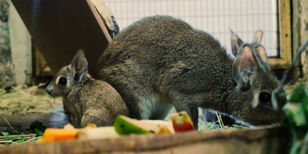 В Екатеринбургском зоопарке пополнение у пары мар