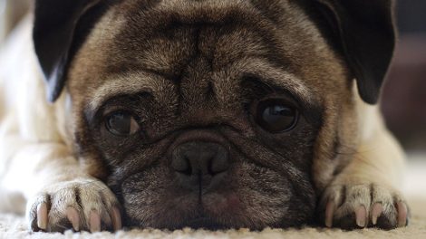 «Аэрофлот» запретил перевозить бульдогов и мопсов