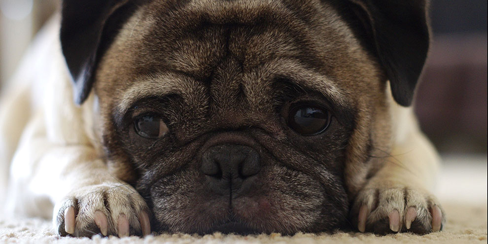 «Аэрофлот» запретил перевозить бульдогов и мопсов