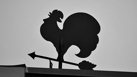 Ярмарка в Академическом научит разводить домашнюю птицу