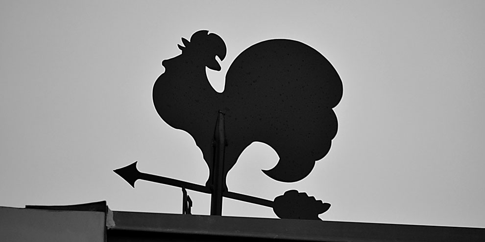 Ярмарка в Академическом научит разводить домашнюю птицу