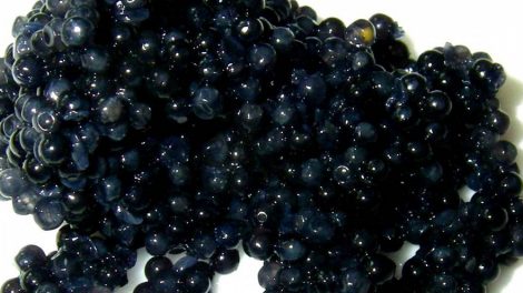 В Екатеринбурге появились автоматы по продаже чёрной икры