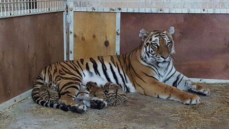 Тигрёнка, родившегося на гастролях цирка в Екатеринбурге, назвали в честь города