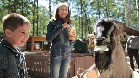 В парке Маяковского закрылся контактный зоопарк