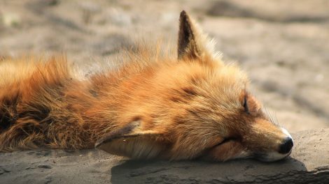 Тунеядцы будут платить по 25 тыс. рублей