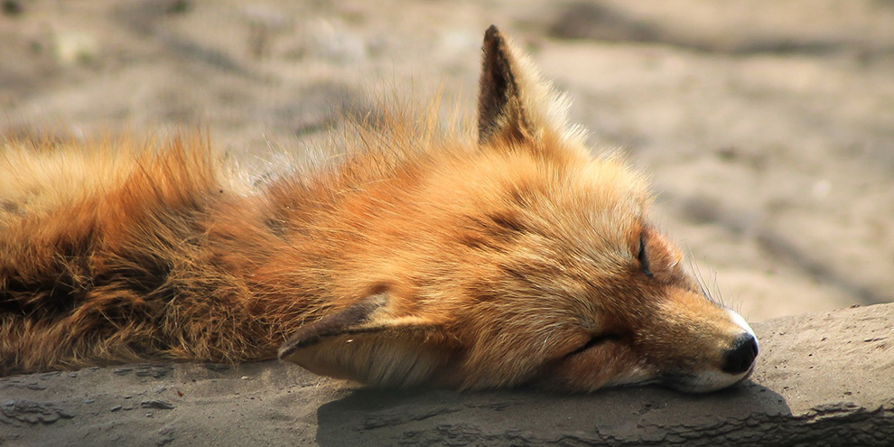 Тунеядцы будут платить по 25 тыс. рублей