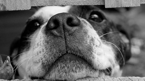 В Кольцово разрабатывают документ, который защитит брошенных животных