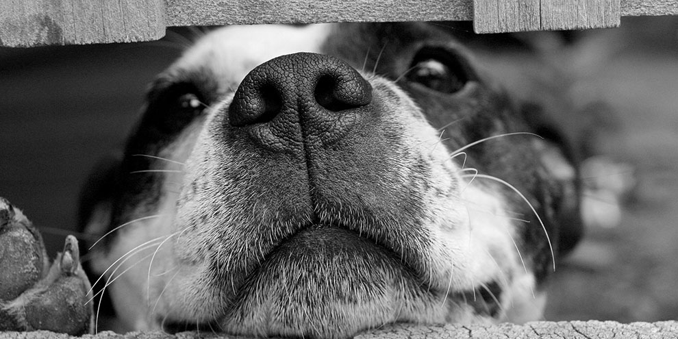 В Кольцово разрабатывают документ, который защитит брошенных животных