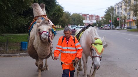 Екатеринбуржцам запретят выгуливать верблюдов возле школ и больниц
