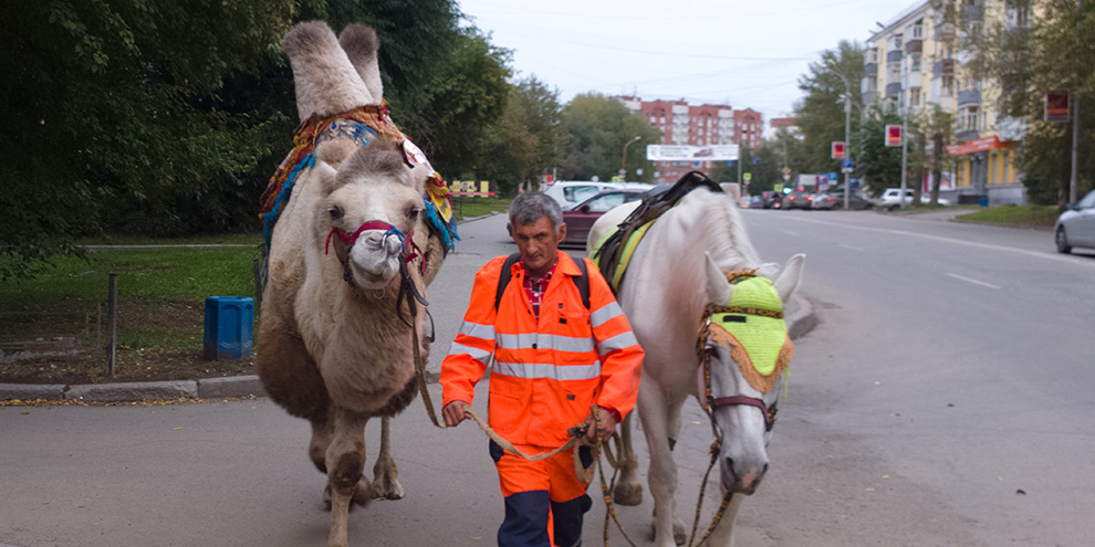 Екатеринбуржцам запретят выгуливать верблюдов возле школ и больниц