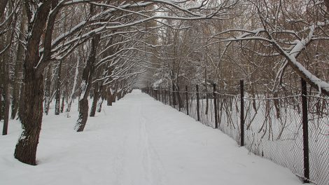 Ботанический сад Екатеринбурга по вечерам будет проводить “чувственные” экскурсии