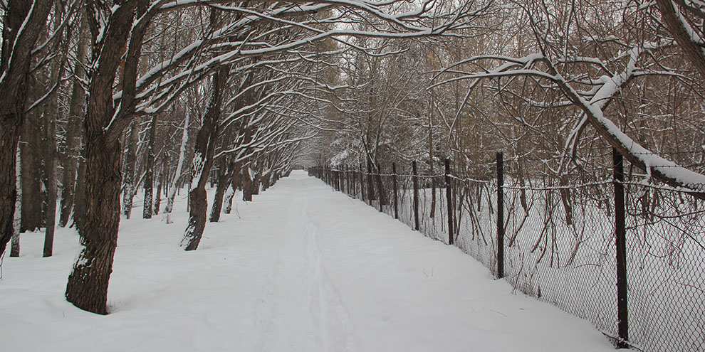 Ботанический сад Екатеринбурга по вечерам будет проводить “чувственные” экскурсии