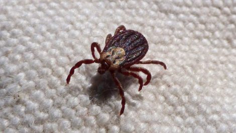 В Свердловской области от укусов клещей пострадали более 25 тысяч человек