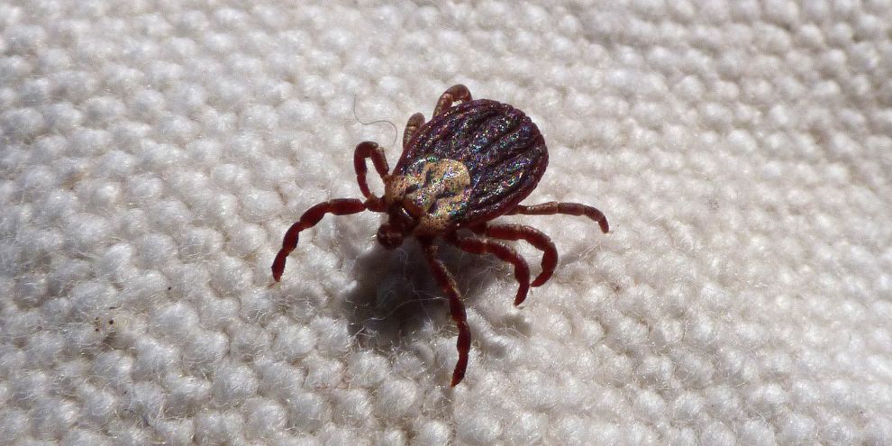 Специалисты предупредили о начале сезона активности клещей