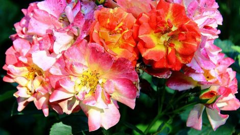 В Екатеринбург из Амстердама доставили 80 тонн цветов на двух самолетах