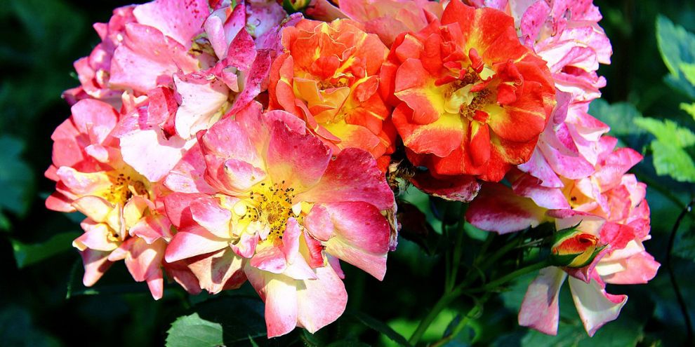 В Екатеринбург из Амстердама доставили 80 тонн цветов на двух самолетах